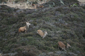 Red Deer Images by Betty Fold Gallery